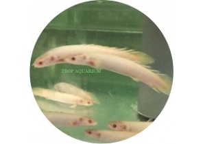 Cuvier's Bichir Red Eye Albino