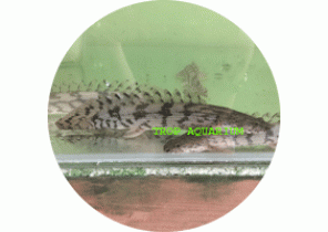 Polypterus Endlicheri