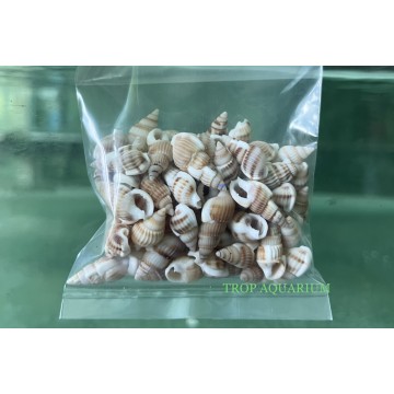 Aquarium Accessories