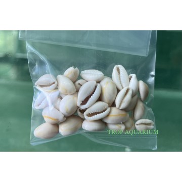 Aquarium Accessories