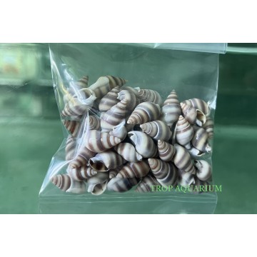 Aquarium Accessories