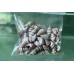 Aquarium Accessories