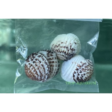 Aquarium Accessories