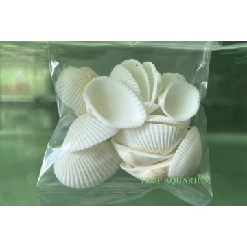 Aquarium Accessories
