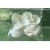Aquarium Accessories