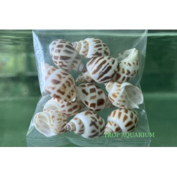 Aquarium Accessories