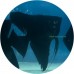 Angelfish