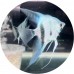 Angelfish