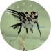 Angelfish