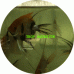 Angelfish