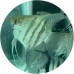 Angelfish