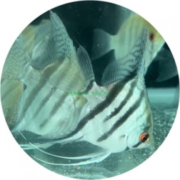 Angelfish