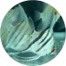 Angelfish