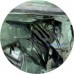 Angelfish