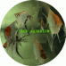 Angelfish