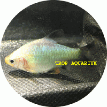 Tiger platinum neon barb