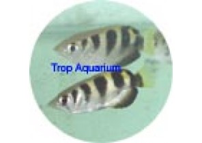 Archer Fish