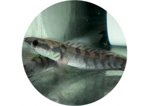 Blue Channa Pulchra