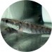 Brackish