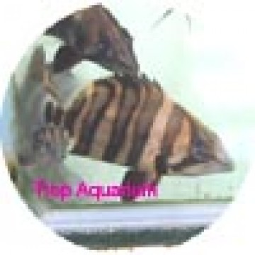 Borneo tiger fish