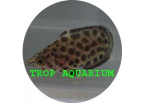 Leopard Ctenopoma