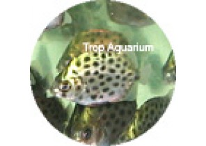 Scats-Green Spotted