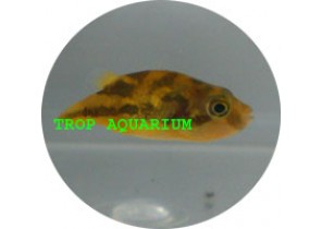 Puffer-Dwarf