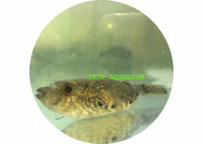 Puffer-Red Belly