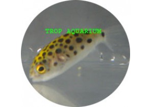 Puffer-Spotted Green
