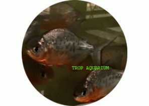Red Pacu