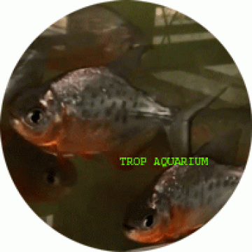 Red pacu