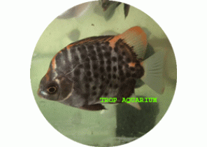 Scats-Red Spotted