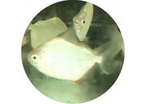 Silver Dollar (Plain Pacu)