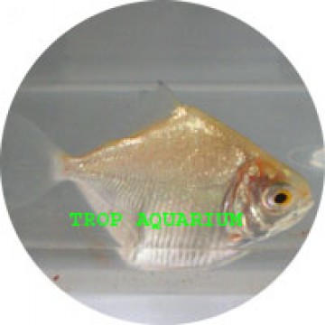 Brackish