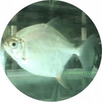 Silver Dollar Red Hook