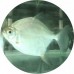 Brackish