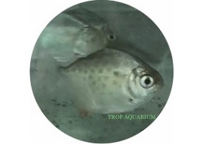 Silver Dollar Spotted