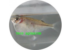Hatchetfish Silver