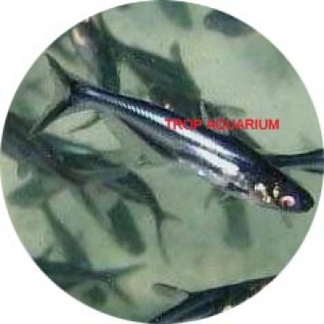 Pangasius silver black