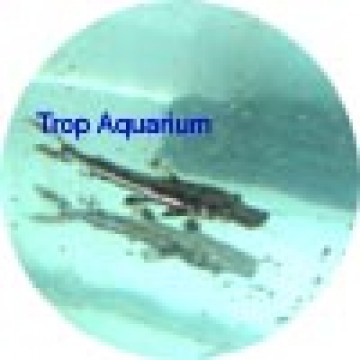 Tiger shovelnose catfish