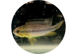 Apistogramma cf. Agassizii 'Alenquer'