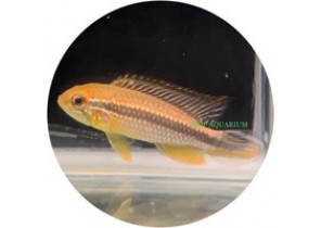 Apistogramma Agassizii 'Tefe Red Back'
