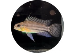 Apistogramma Bitaeniata