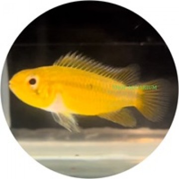 Cichlid-Dwarf