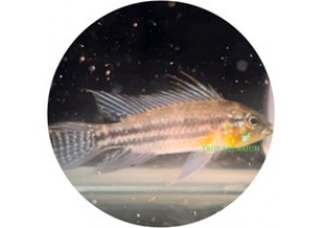 Apistogramma Bitaeniata 'Shishita'