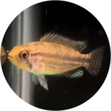 Cichlid-Dwarf