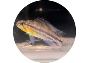 Apistogramma Bitaeniata 'Tefe'