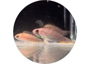 Apistogramma sp. 'Breitbinden'