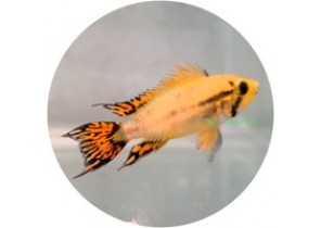 Apistogramma Cacatuoides Super Red