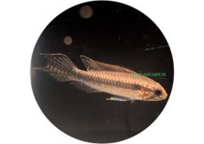 Apistogramma Elizabethae